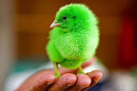 green chick